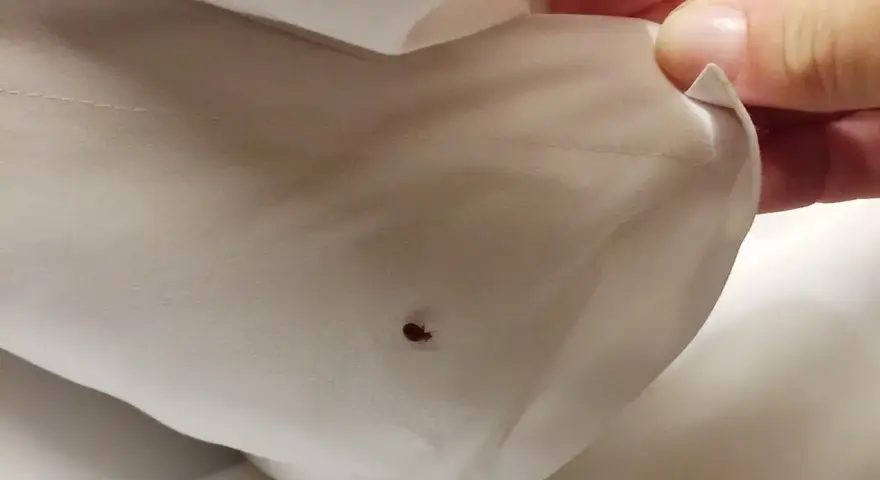 Una chinche en la sábana es una señal clara de cómo saber si hay chinches en mi cama.