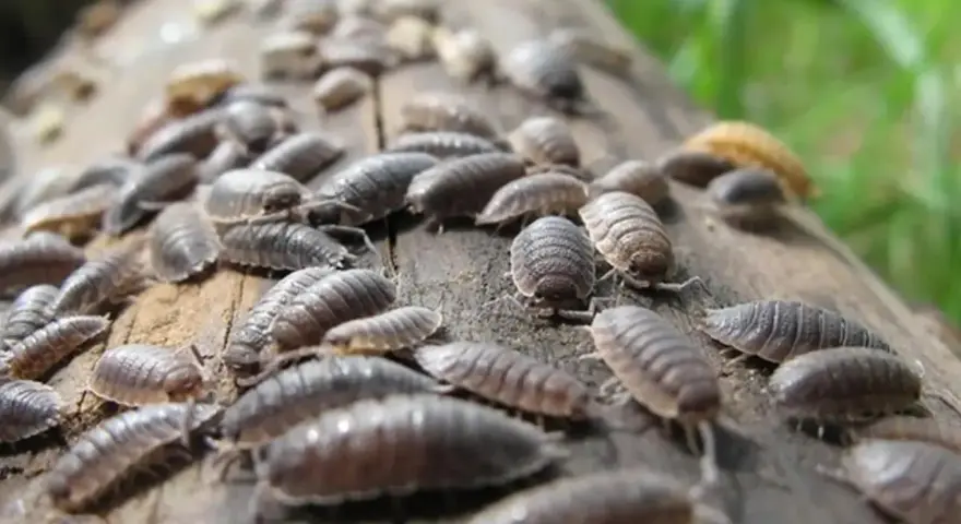 Un grupo de bichos bola se arrastra sobre un tronco. Uno de ellos, un bicho bola blanco, destaca entre la multitud.
