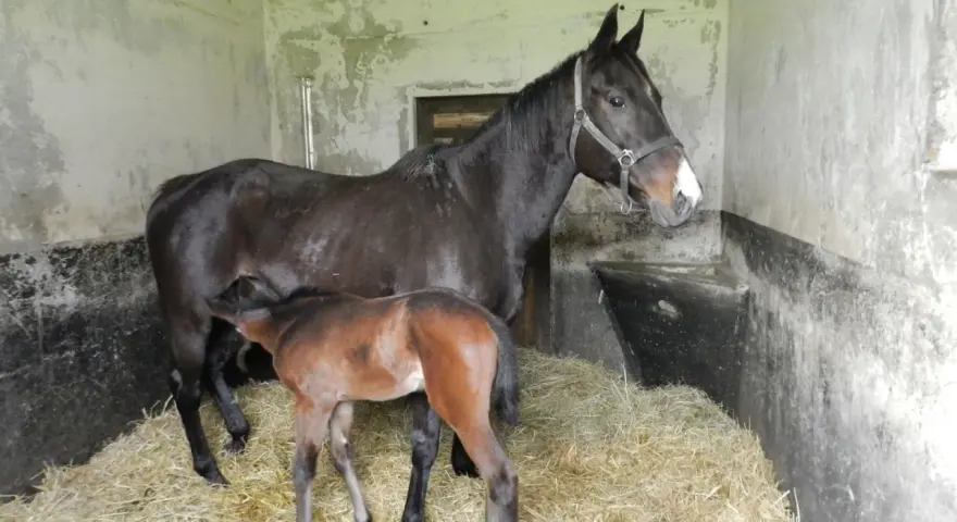 Une jument noire et son poulain brun se tiennent dans une étable sur de la paille. La mère semble surveiller son petit, un moment paisible après la gestation cheval.