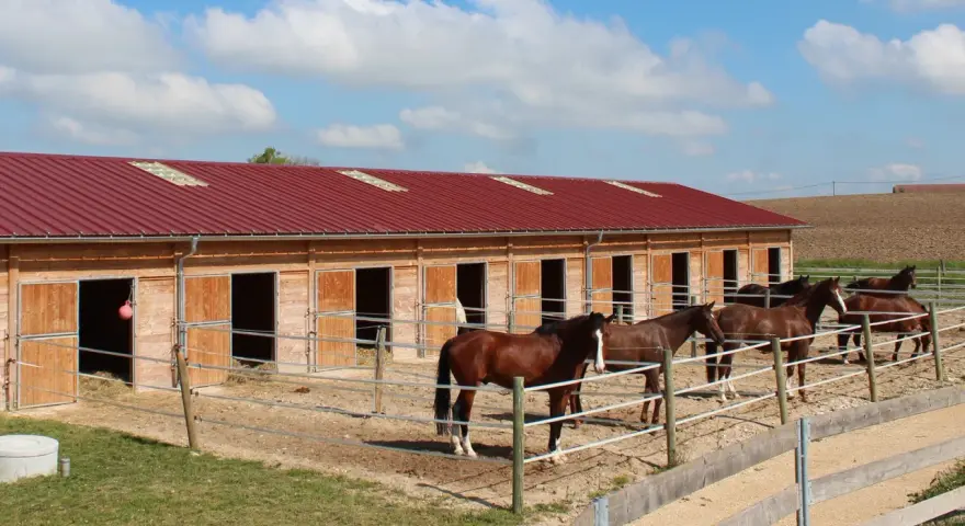 Chevaux dans leur écurie de propriétaire, sous un ciel bleu et nuageux. Les box en bois sont ouverts, révélant la paille.