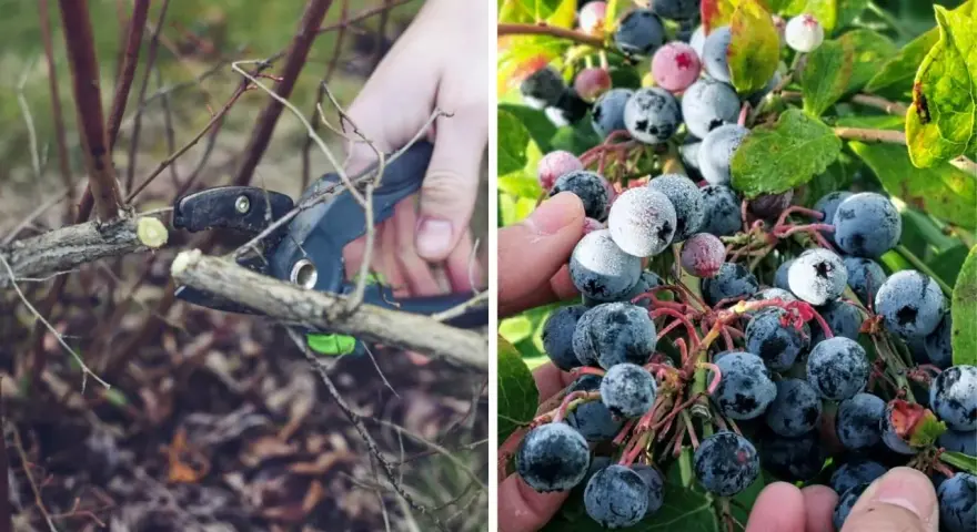 Radykalne cięcie borówki przygotowuje krzew do obfitych plonów. Na zdjęciu widać przycinanie gałęzi i dojrzałe owoce.