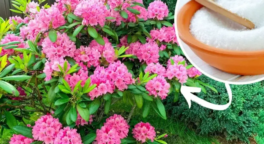 Piękny rododendron kwitnie obficie. Obok miseczka z białym proszkiem, sugerująca domowy nawóz do rododendronów.