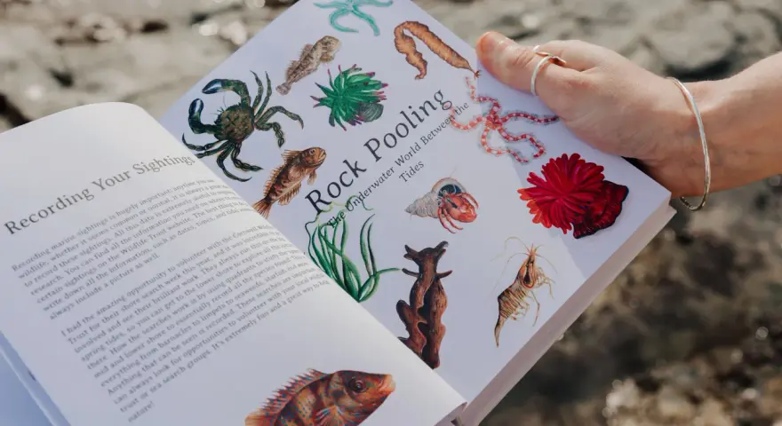 Eine Hand hält ein Buch mit Illustrationen von Meeresbewohnern. Es ist eine traumreise meer in die faszinierende Welt der Gezeiten.
