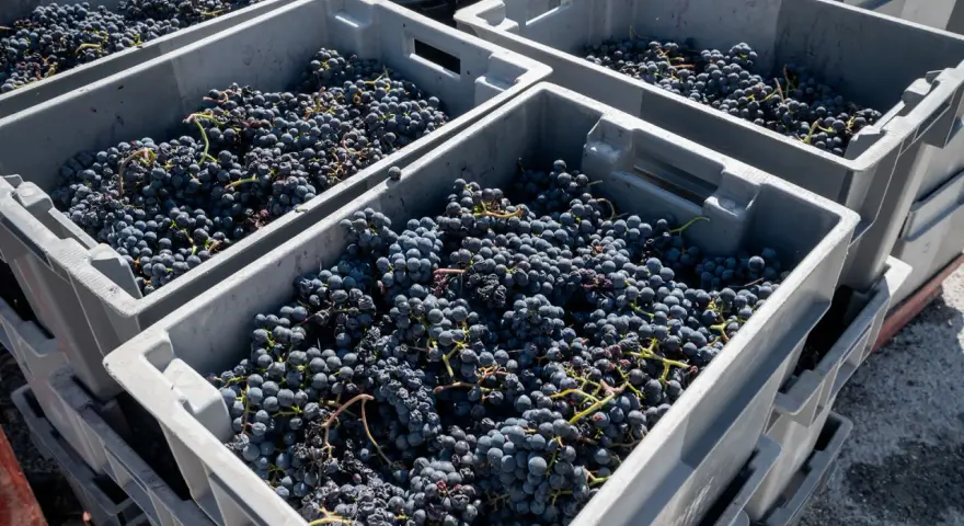 Casse piene di uva nera, pronte per la vinificazione. Il chianti uvaggio promette un ottimo raccolto.