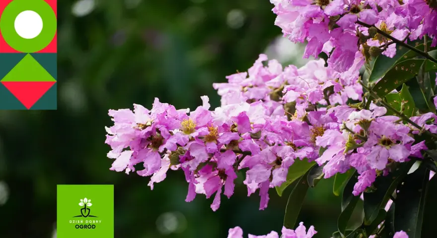 Lagerstroemia indyjska, znana jako najdłużej kwitnący krzew, zachwyca fioletowymi kwiatami.