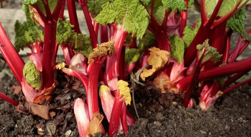 Rhabarber pflanzen im Garten, mit leuchtend roten Stielen und grünen Blättern, bereit für die Ernte.