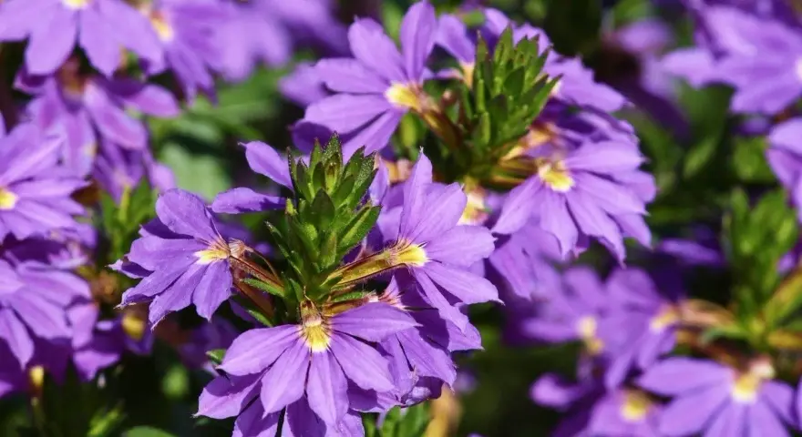 Fioletowe kwiaty scaevola uprawa w pełnym słońcu, tworzące barwny kobierzec.