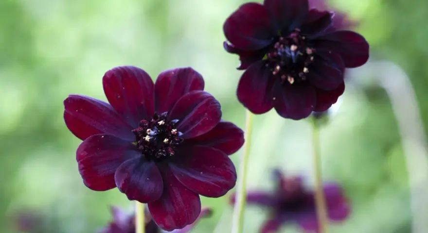 Två mörkröda chokladblommor i kruka med suddig grön bakgrund. Deras sammetslena kronblad och mörka mitt skapar en mystisk känsla.
