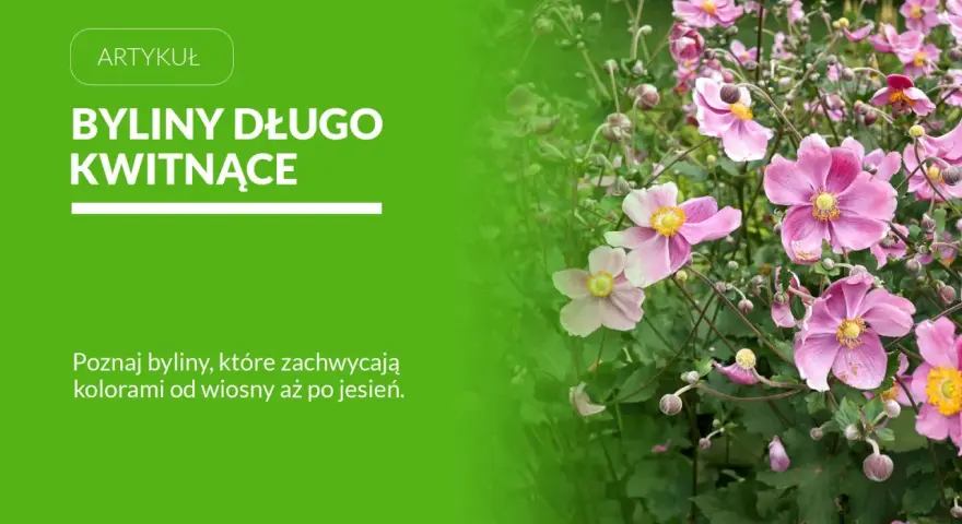 Byliny kwitnące latem, takie jak te delikatne, różowe kwiaty, dodają ogrodowi uroku przez wiele miesięcy.