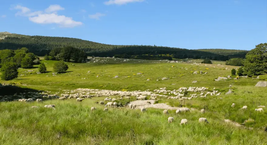 Vaste troupeau de moutons dans une prairie verdoyante, paysage typique du tour du Mont Lozère 3 jours.