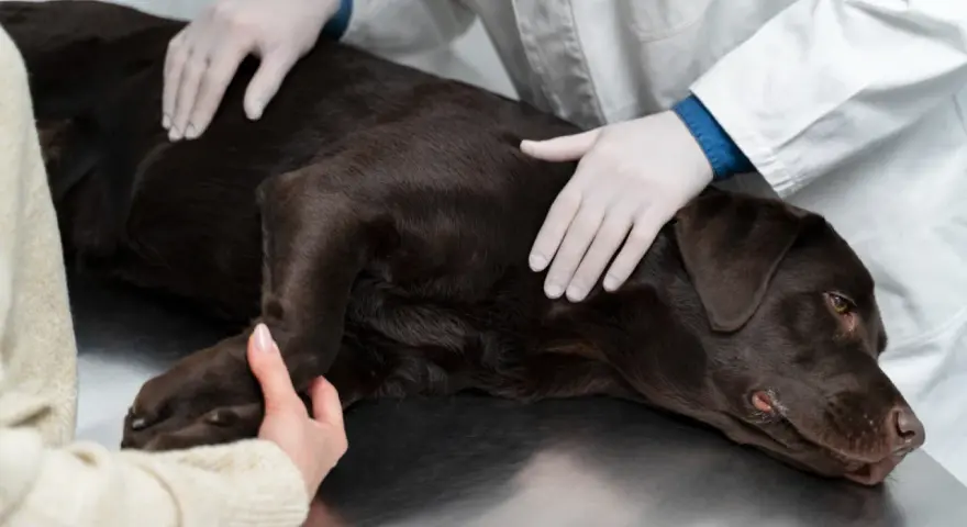 Weterynarz bada brązowego labradora na stole. Rozmowa o tym, kiedy wykastrować psa.