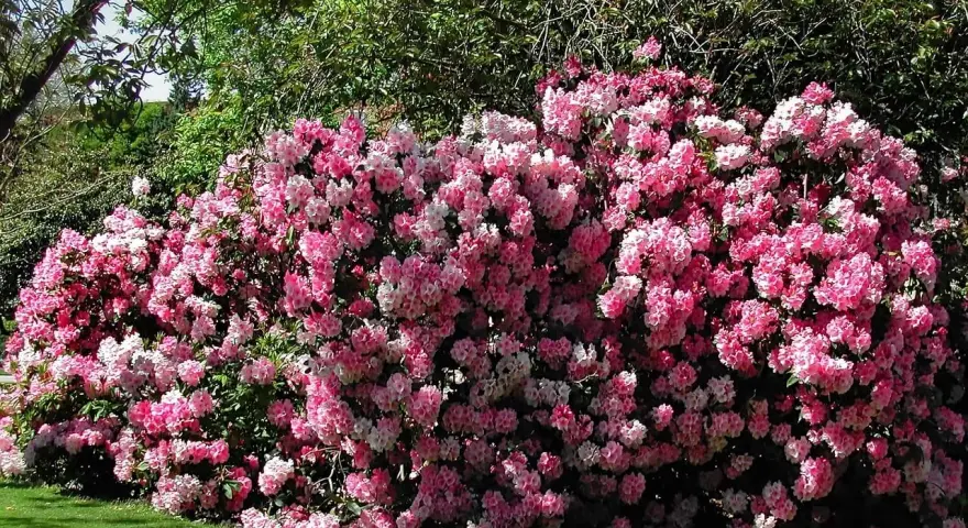 Ein üppiger Rhododendron in Rosa- und Weißtönen blüht im Garten. Die beste Zeit, wann Rhododendron schneiden, ist nach der Blüte.