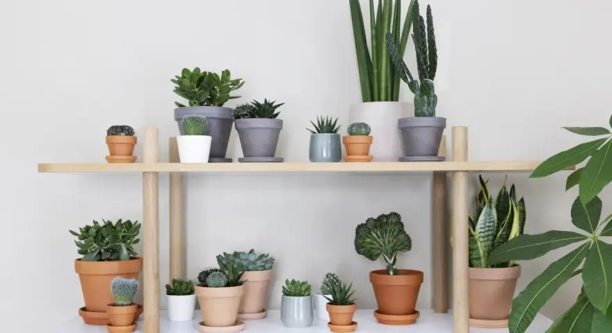 En samling suckulenter och kaktusar på en hylla, en perfekt succulent sorter för hemmet.
