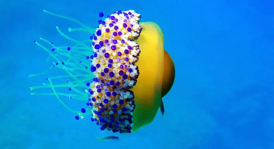 Medusa huevo frito gigante con tentáculos azules y blancos, flotando en el océano azul.