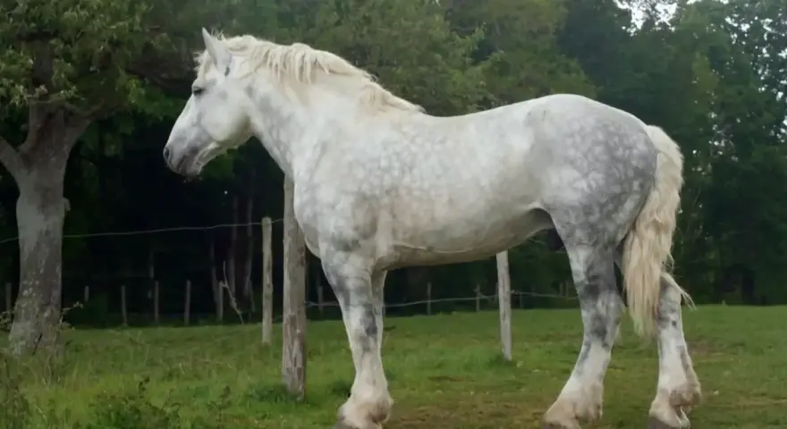 Ein majestätisches Percheron Pferd mit schimmerndem Fell steht auf einer grünen Wiese, umgeben von Bäumen und Zäunen.