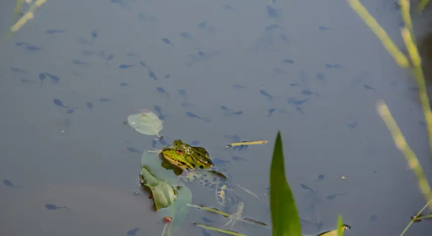Una rana observa a los renacuajos que nadan en el agua. Los renacuajos comen algas y materia vegetal.