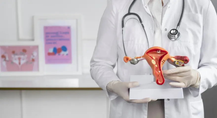 Lekarz prezentuje model narządów rodnych, omawiając grubość endometrium normy.