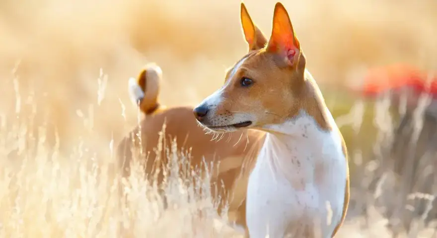 Basenji, jedna z ras pierwotnych psów, w złotym świetle wśród traw.
