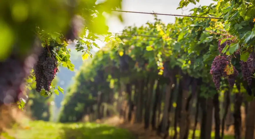 Grappoli d'uva rossa pendono dai tralci verdi, illuminati dal sole. Un invito a percorrere le strade del vino toscana.