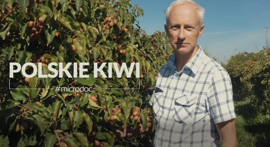 Mężczyzna w kratę stoi przed krzewem kiwi z owocami.