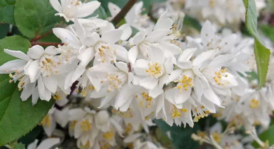 Zarte weiße Blüten der Deutzie, bereit für den Rückschnitt.