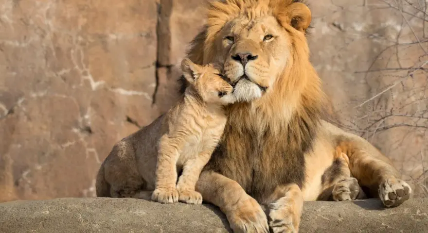 Ein Löwenjunges kuschelt sich an seinen Vater. Ein schöner Anblick, der den Unterschied zwischen Zoo und Tierpark verdeutlicht: Hier erleben wir die Tiere in einer liebevollen, natürlichen Umgebung.