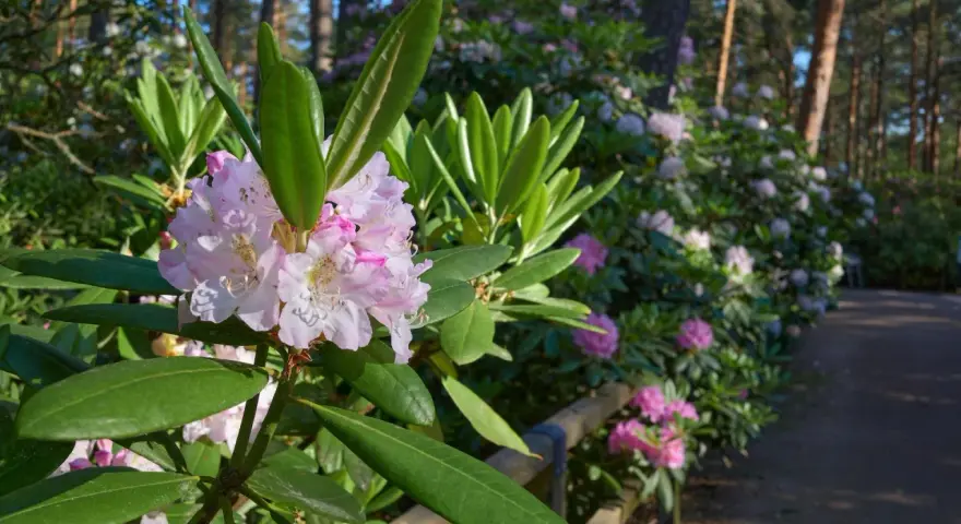 Delikatne różowe kwiaty rododendrona na tle lasu. Zastanawiasz się, co posadzić obok rododendrona? Warto wybrać rośliny o podobnych wymaganiach glebowych i świetlnych.