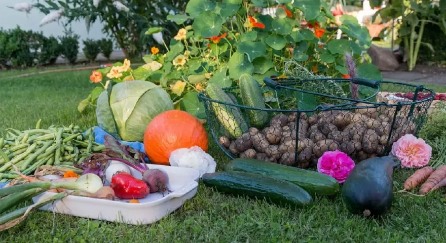 Un ricco orto autunnale: cavoli, zucca, patate, fagiolini, cetrioli, carote e fiori su un prato verde.