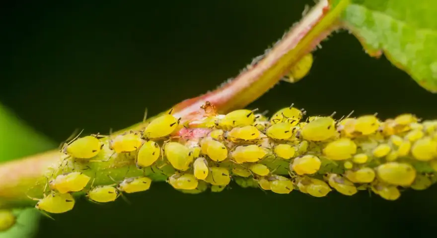 Colonia di afidi gialli su un fusto, con alcune uova visibili tra gli insetti.