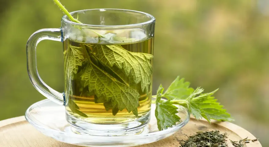 Une tasse de tisane d'ortie, avec des feuilles fraîches et séchées. Peut-on boire de la tisane d'ortie le soir pour une détente naturelle ?