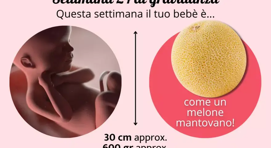 A 24 settimane di gravidanza, il tuo bebè è grande come un melone mantovano, circa 30 cm e 600 gr.