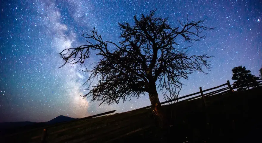 Nocne niebo z Drogą Mleczną nad samotnym drzewem. Dowiedz się, jak zrobić zdjęcie gwiazd telefonem, by uchwycić takie cuda.