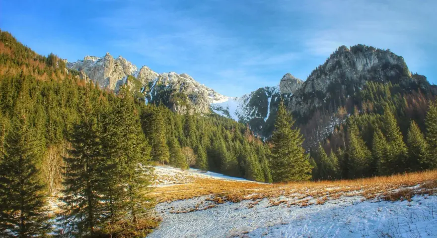 Zimowy szlak na Ornaka z Doliny Kościeliskiej. Śnieg i trawa na stoku, gęsty las świerkowy i skaliste szczyty w tle.