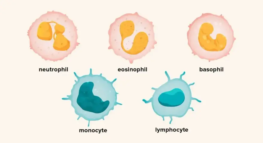 Pięć typów białych krwinek: neutrofil, eozynofil, bazofil, monocyt, limfocyt. Zwiększona liczba białych krwinek to leukocytoza.