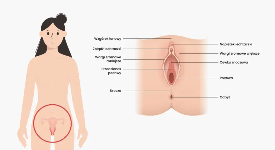 Ilustracja przedstawia budowę pochwy i narządów płciowych kobiety, z zaznaczonymi elementami takimi jak łechtaczka, wargi sromowe, cewka moczowa i pochwa.