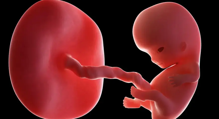 Płód w 9 tygodniu ciąży, który to miesiąc? Rozwija się, czerpiąc życie z pępowiny połączonej z owalnym tworem.