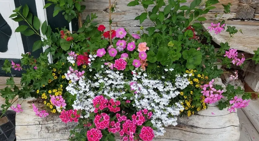 Kolorowe pelargonie i inne kwiaty tworzą bujne wypełniacze do skrzynek, ozdabiając drewnianą ścianę.