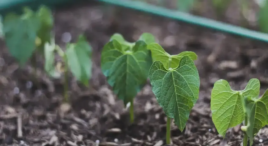 Germogli di fagioli appena spuntati dal terreno, segno di una buona semina.