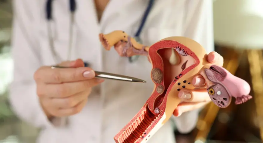 Lekarz wskazuje na model narządów rodnych kobiety, omawiając budowę endometrium.