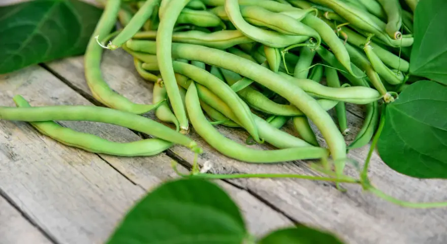 Frische grüne Bohnen, die anmutig auf Holz liegen. Eine köstliche Ernte, die an die giftpflanze des jahres erinnert, aber zum Verzehr bestimmt ist.