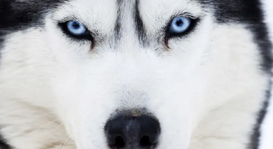 Intensywne, niebieskie oczy husky'ego wpatrują się wprost w obiektyw. Te niebieskie psy mają w sobie dzikość i spokój.