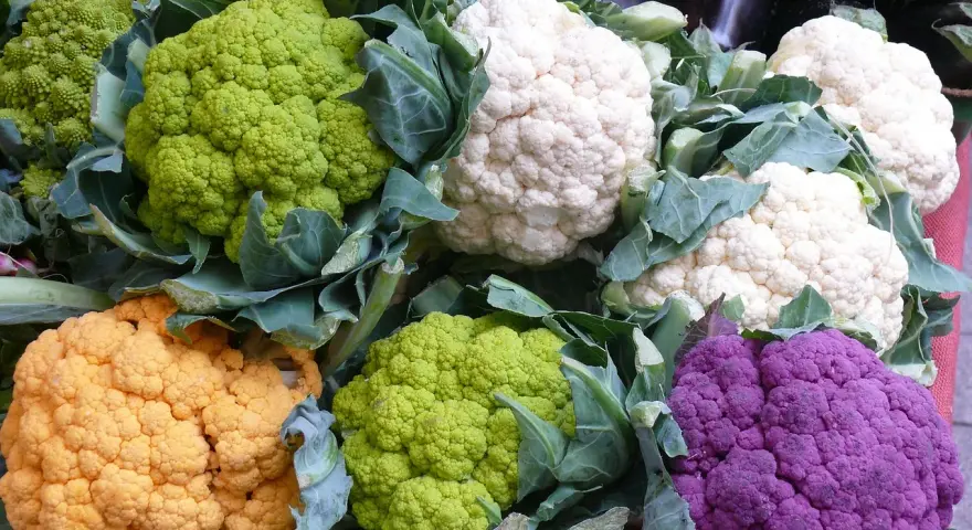 Bunte Blumenkohlpflanzen in verschiedenen Farben: weiß, grün, orange und lila. Ein Fest für die Augen und den Gaumen!