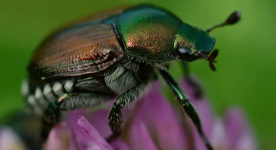 Coleottero metallico su fiore viola, un esemplare di Popillia japonica. Come eliminarla?