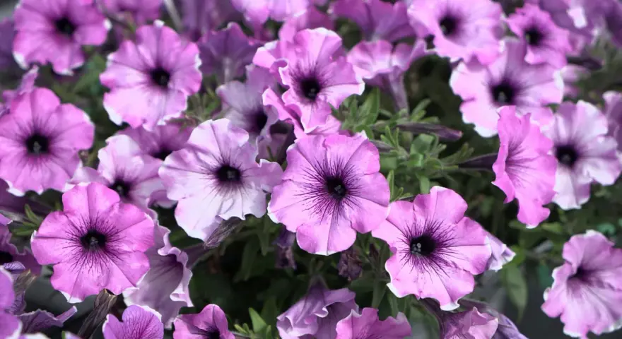 En klase lila surfinior med mörka vener, som visar skillnad på surfinia och petunia.