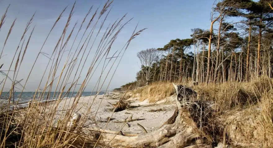 Strand mit Dünen, Kiefernwald und Treibholz. Ein idealer Ort für Etappen des Ostseeküstenwanderwegs E9.