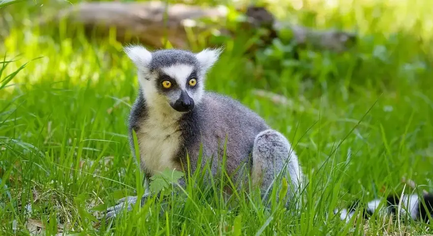 Katta z Madagaskaru z żółtymi oczami siedzi w zielonej trawie, wypatrując czegoś.