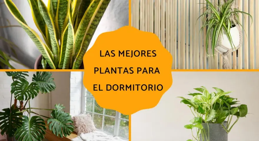 Plantas para dormitorio: Sansevieria, planta araña, monstera y potos. Ideas para un hogar más verde.