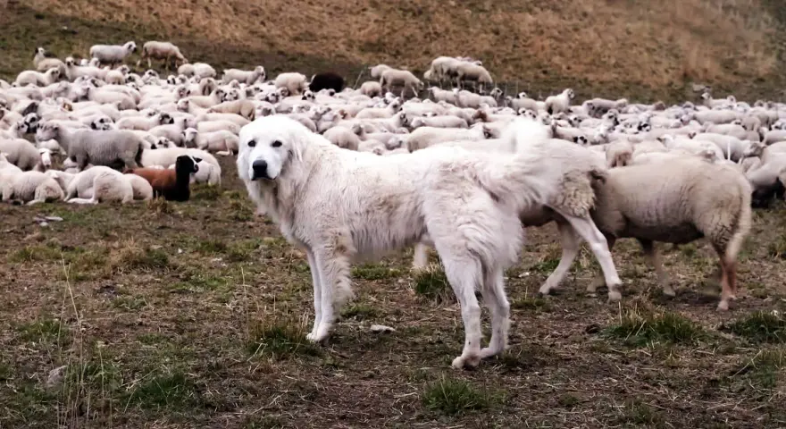 Un chien de berger Patou veille sur un troupeau de moutons dans un pré.