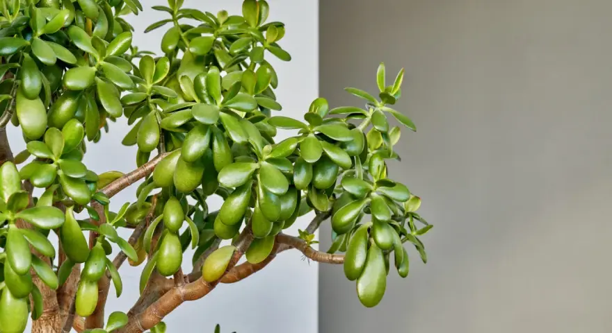 Un exuberante árbol de jade con hojas carnosas y verdes. Consejos para el arbol de jade cuidados: luz brillante indirecta y riego moderado.