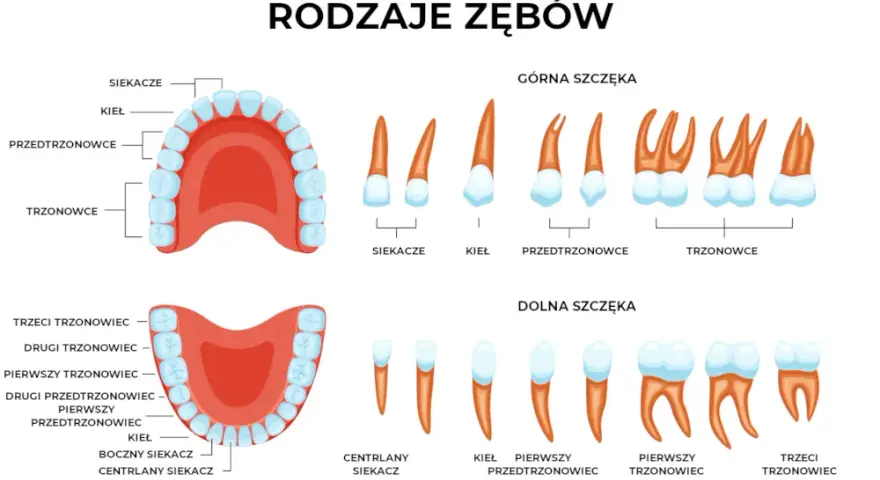 Ząb 26: Który to? Poznaj swoją lewą górną szóstkę!